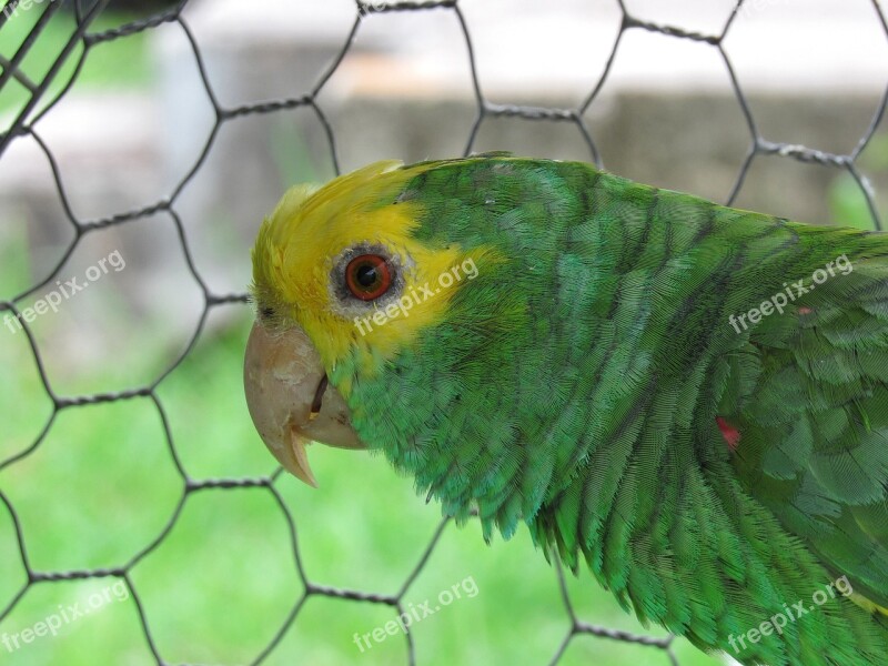 Parrot Yellow-headed Cage Bird Zoo