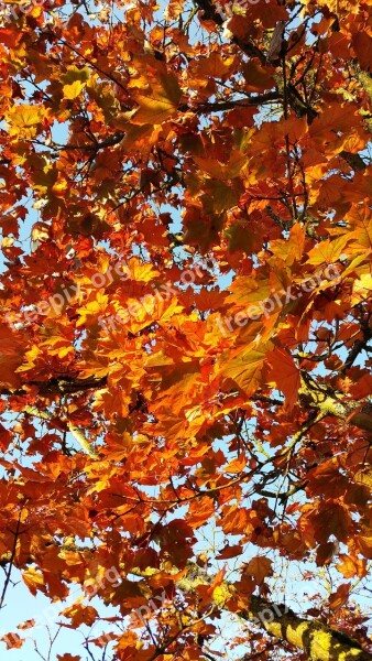 Autumn Golden October Fall Foliage Coloring Orange