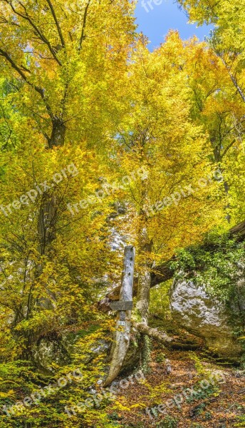 Autumn Directory Colorful Tree Beautiful