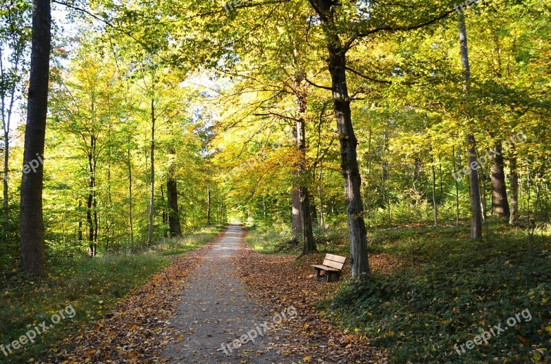 Autumn Away Forest Bench Nature