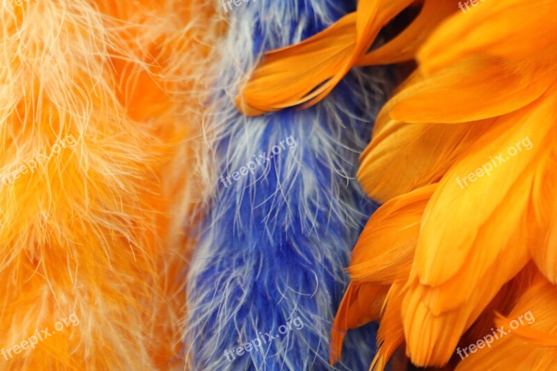 Background Feathers Color Closeup Macro