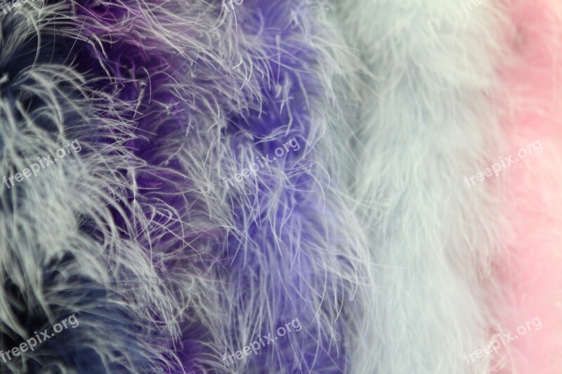 Background Boa Feathers Closeup Macro