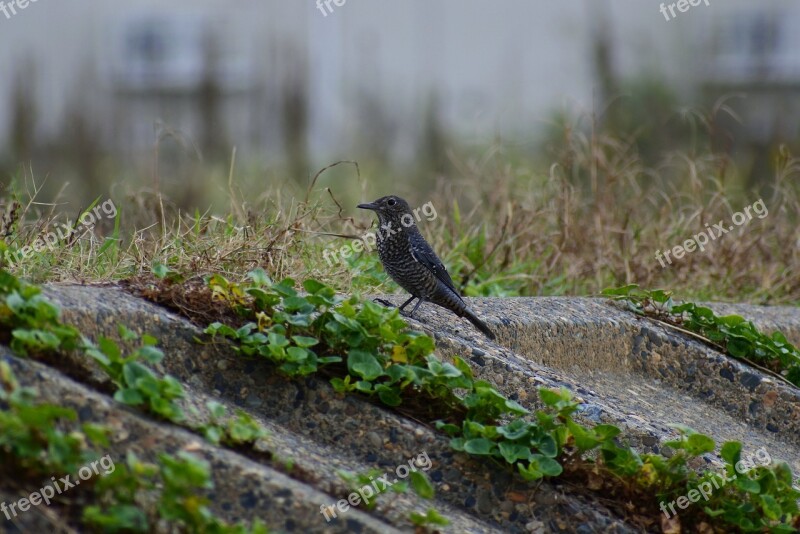 Animal Sea River Waterside Wild Birds