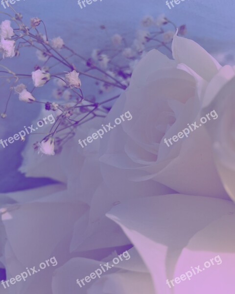 Roses Flower Floral White Decoration