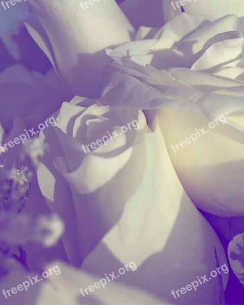 Roses Flower Floral White Decoration