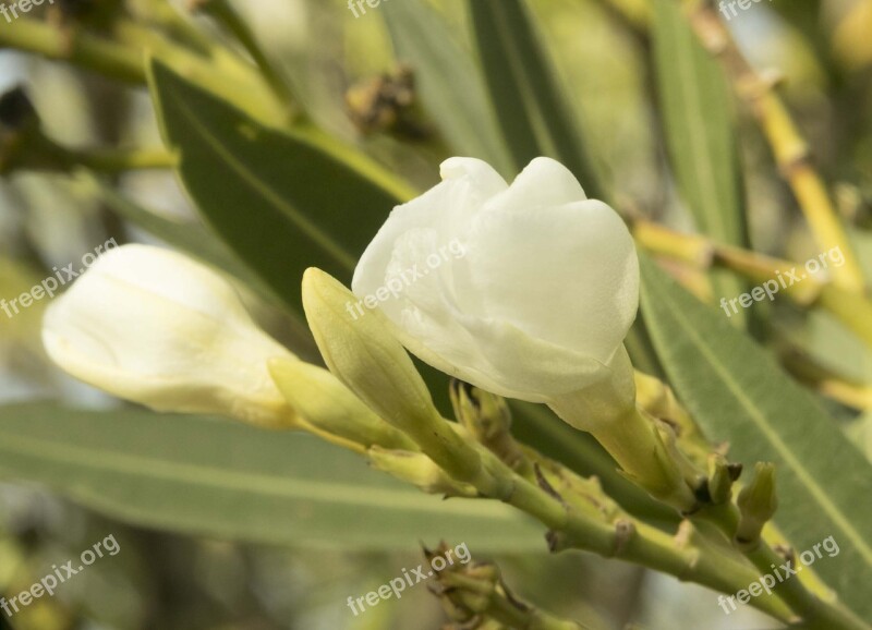 Flower White White Flower White Flowers Nature