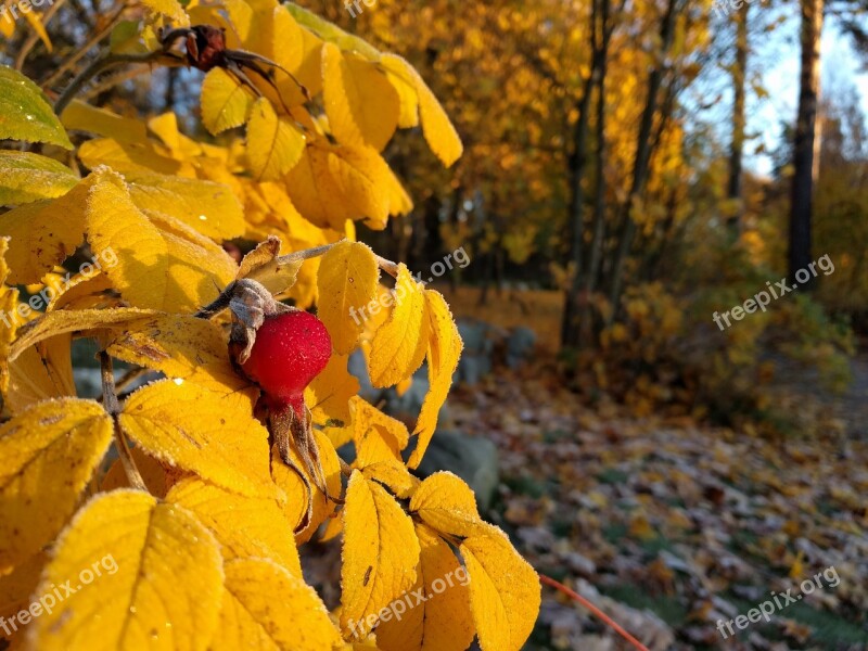 Autumn Yellow Berry Fall Colors Autumn Leaves