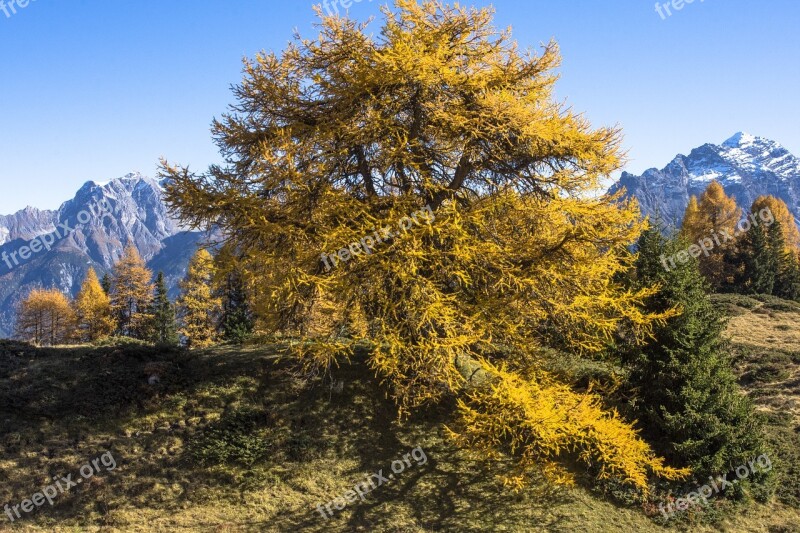 Pine Fall Color Tree Cute Mountains