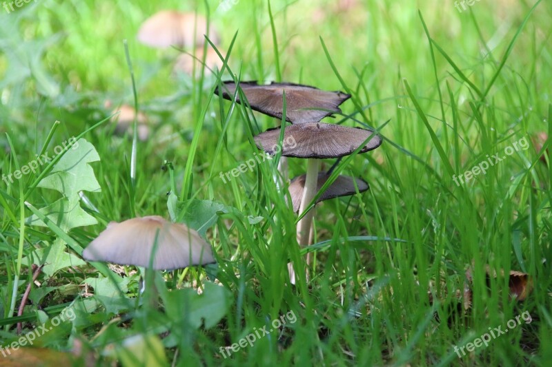 Fungus Nature Eukaryotes Forest Fall