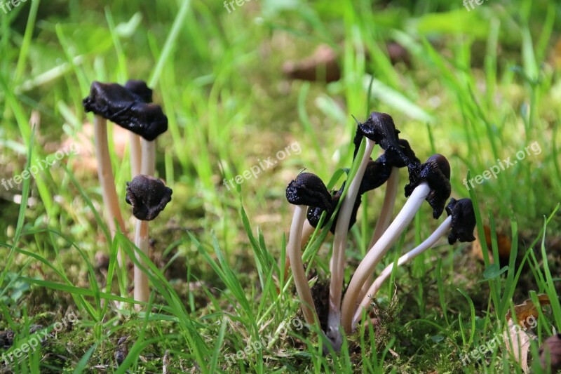 Fungus Nature Eukaryotes Forest Fall