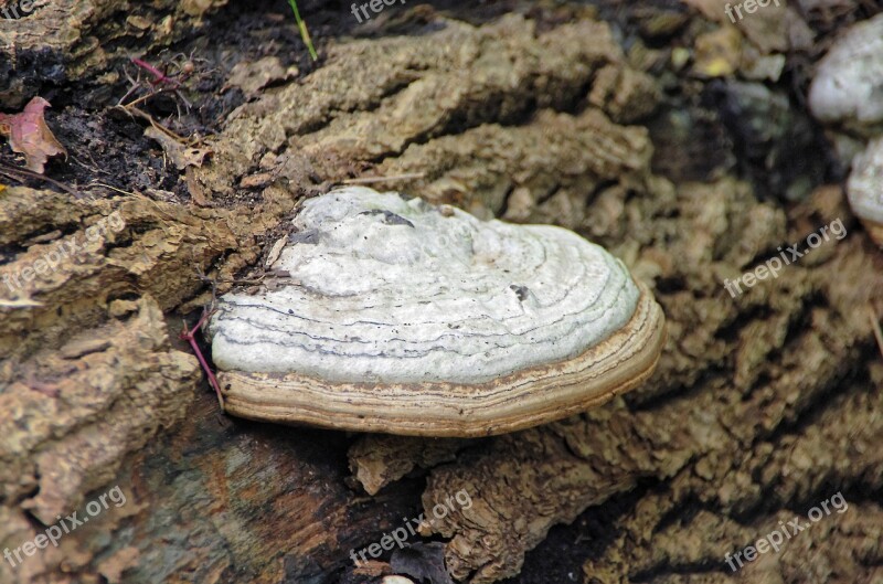 Chaga Fungus Saprophyte Deadwood Phellinus Tuberculosus