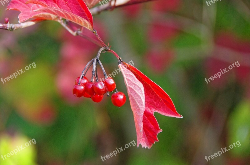 Leaf Fall Viburnum Autumn Leaves Red Leaf