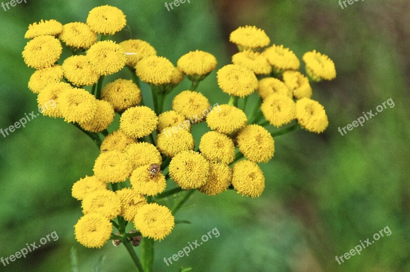 Flowers Yellow Beetle Summer Flowers Yellow Flowers