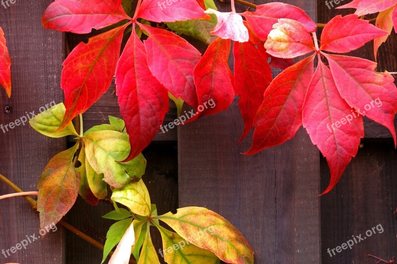 Autumn Fall Foliage Golden Autumn Leaves Colorful