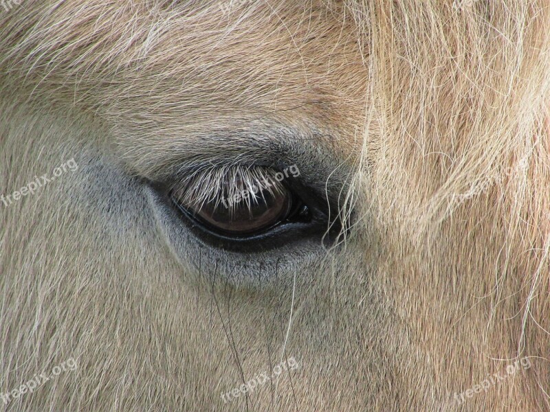 Pony Horse Eye Eyelashes Blonde