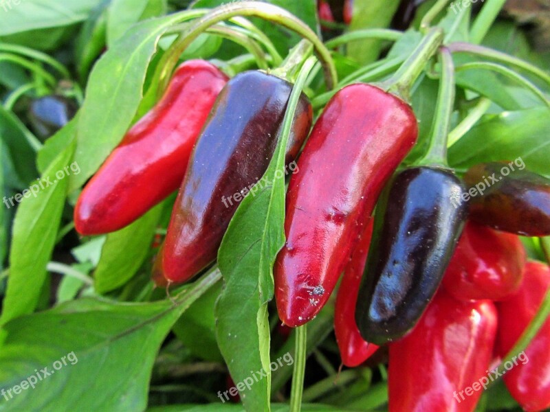 Pepper Red Pepper Grow Garden Nursery