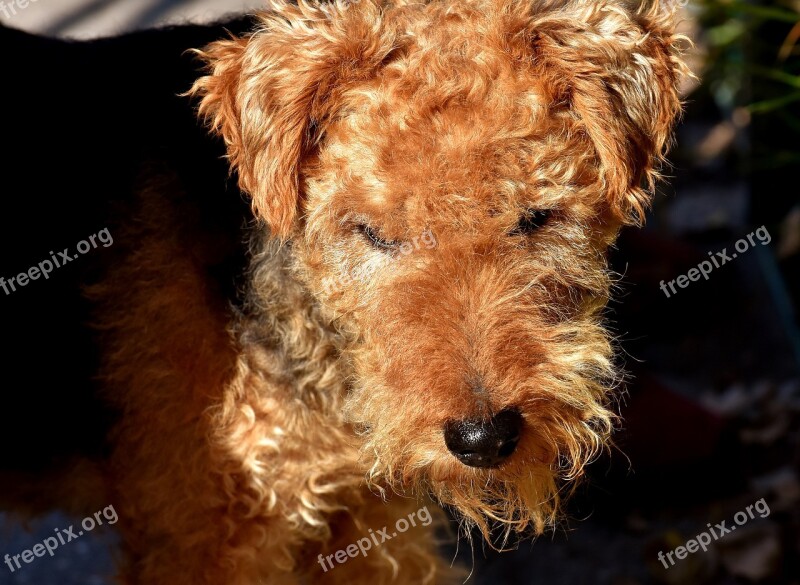 Fox Terrier Cute Dog Animal Pet