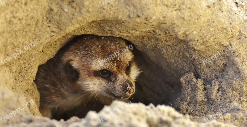 Meerkat Cute Curious Animal Nature