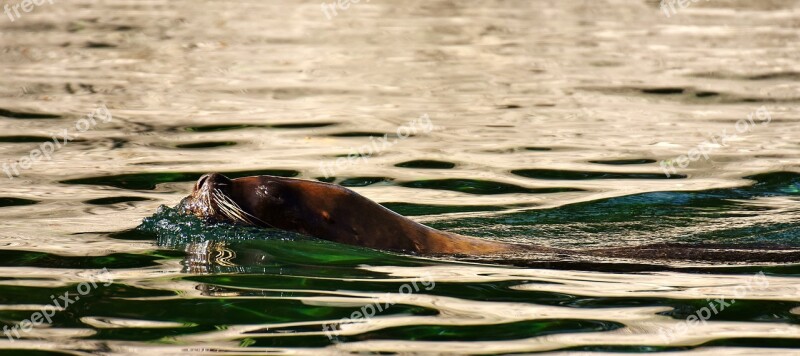 Seal Sea ​​lion Swim Water Robbe