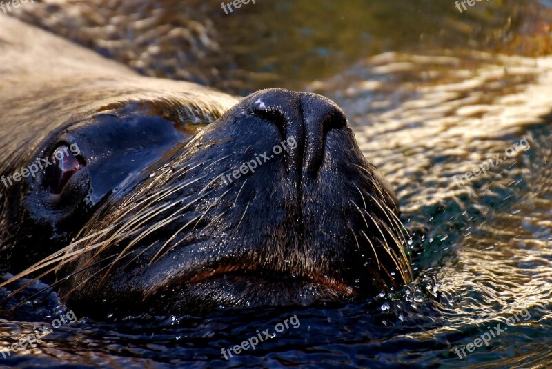 Seal Sea ​​lion Swim Water Robbe