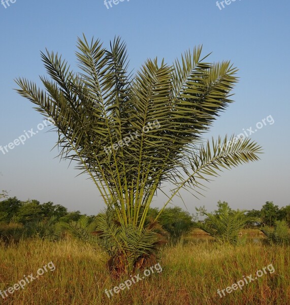 Date Palm Tree Young Phoenix Dactylifera Plantation