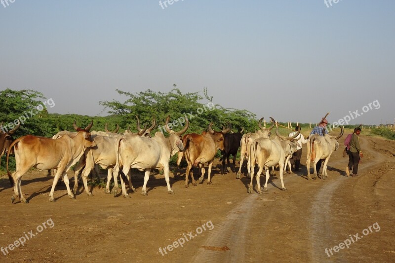 Cattle Cows Herd Livestock Herder