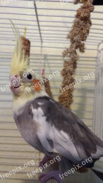 Cockatiel Bird Pet Free Photos