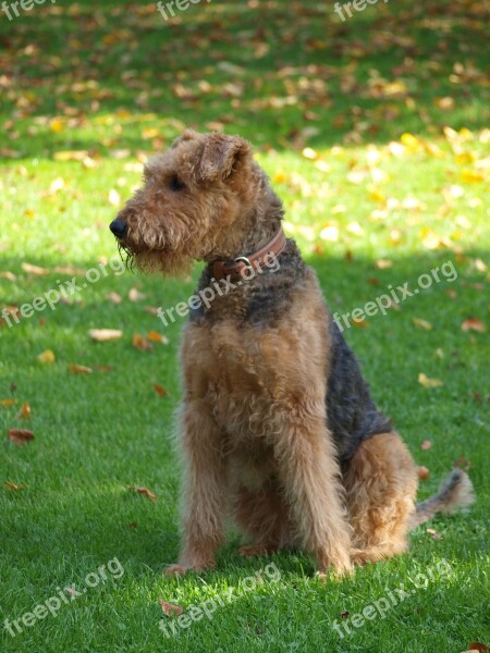 Dog Airedale Meadow Free Photos