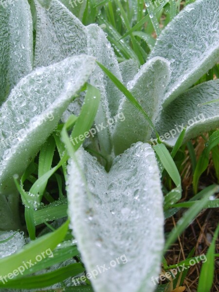 Water Drop Water Drop Rain Dew