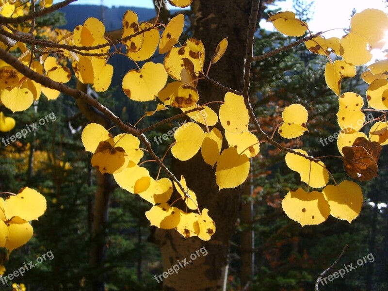 Aspen Trees Leaf Leaves Yellow