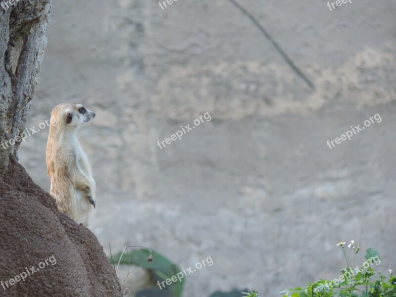 Meerkat Watching Animal World Free Photos