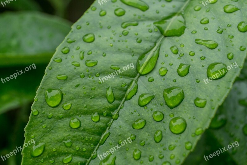 Drip Rain Leaf Drops Of Water Drops Of Rain