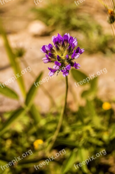 Nature Plant Wildlife Wild Flowers Wild Flora Spring