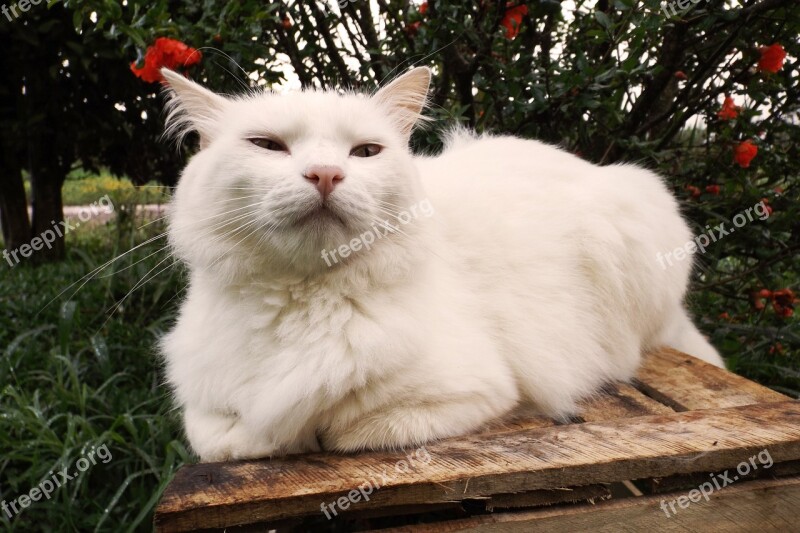 Cat White Feline Look Cuteness White Kitten