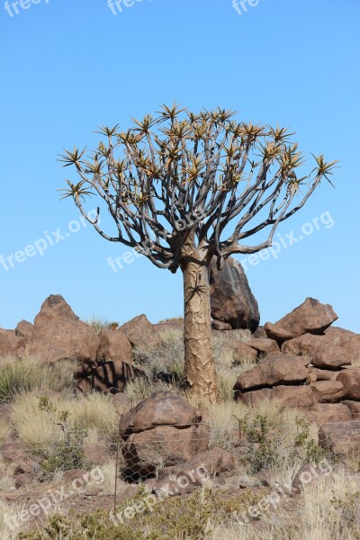 Quiver Tree Namibia Africa Tree Nature