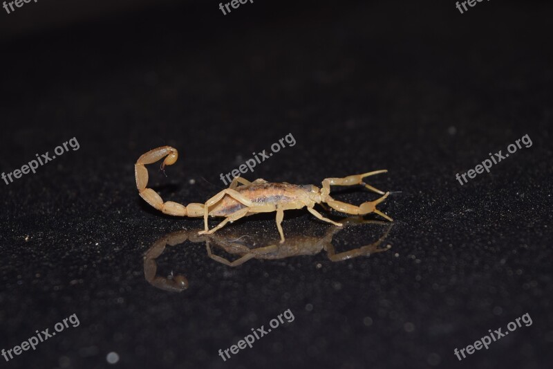 Bug Scorpion Reflection Free Photos