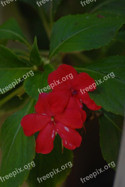 Flower Regional Red Petals Tlapa De Comonfort Gro