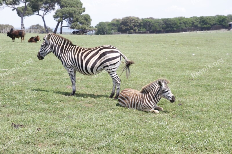 Zebras Tito Croatia Free Photos