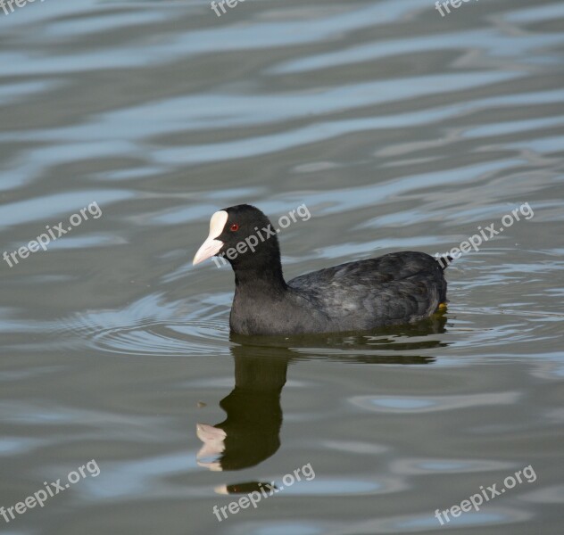 Coot Swimming Paddling Water Bird