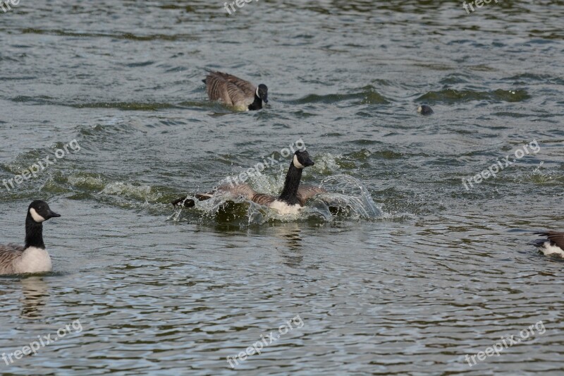 Canada Geese Washing Wings Splashing