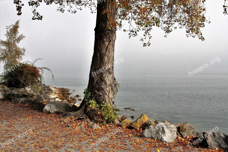 Morning Tree Autumn Haze Lake