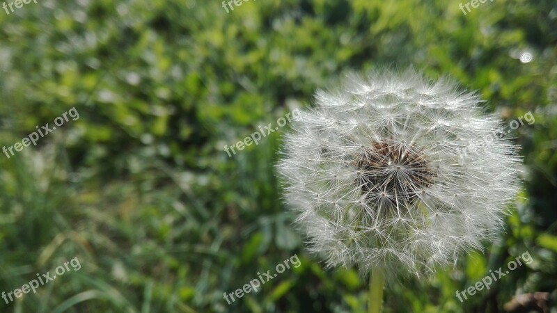 Grass Prato Green Dandelion Seeds