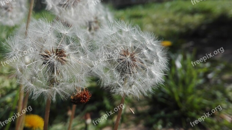 Grass Prato Green Dandelion Seeds