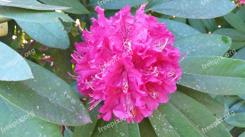 Detail Flower Mandala Rhododendron Spring