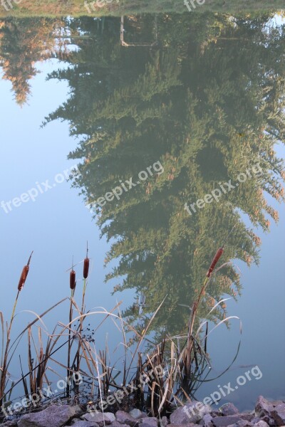 Water Tree Reed Mirroring Fir Tree