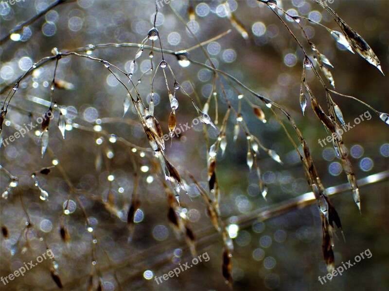 Hay Water Droplets Close-up Rain Free Photos