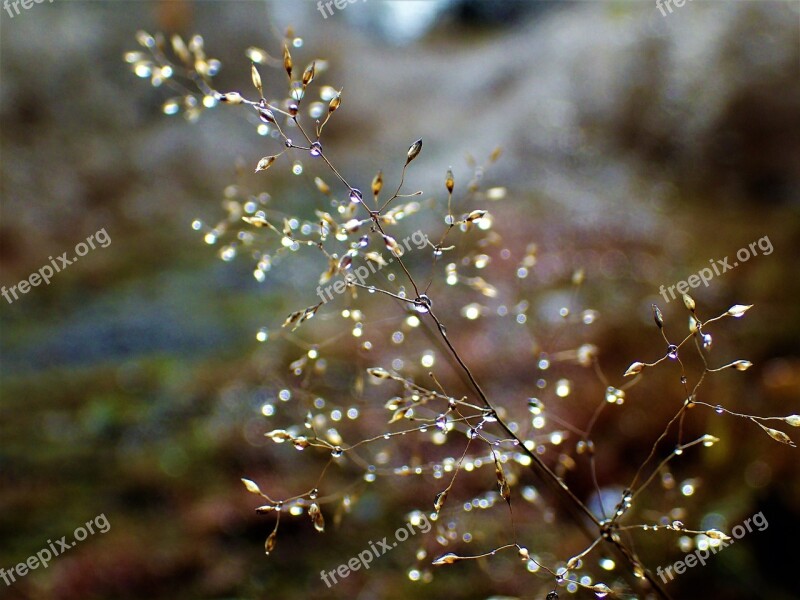 Hay Water Droplets Autumn Free Photos