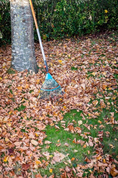 Leaves Autumn Fall Leaves Golden Autumn Fall Foliage