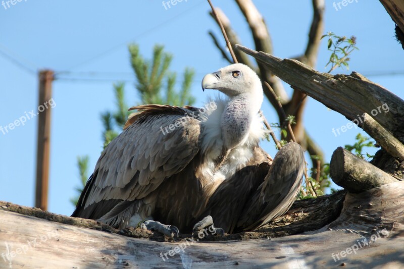 Vulture Bird Zoo Scavengers Raptor