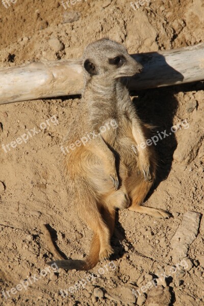 Meerkat Zoo Chill Out Wild Animal Animals